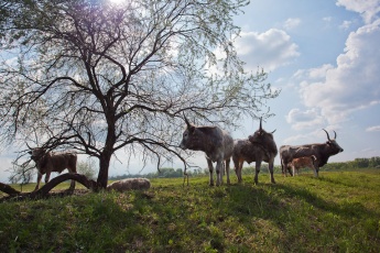Rinder in Ungarn