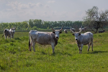 Hungarian Grey Cattle on the Meadow