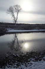 Winter Landscape with tree in Hungary