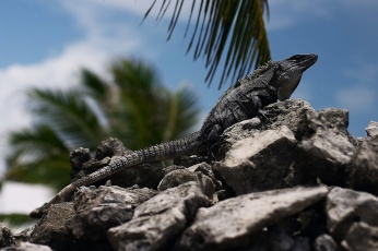 Iguana Foto in Costa Maya, Mexiko