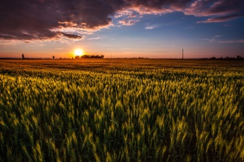 Golden Wheat at Sunset