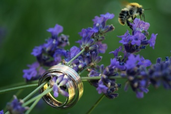 Wedding Rings with a Bee